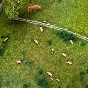 20 black-headed sheep - Image 2
