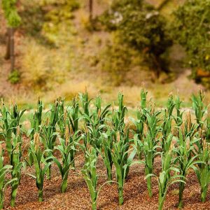 36 corn plants