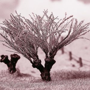 2 PREMIUM spruce trees - Image 3